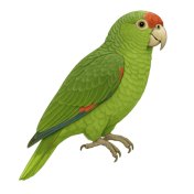 A red-crowned parrot, the official bird of Brownsville and Steve Walker's emblem